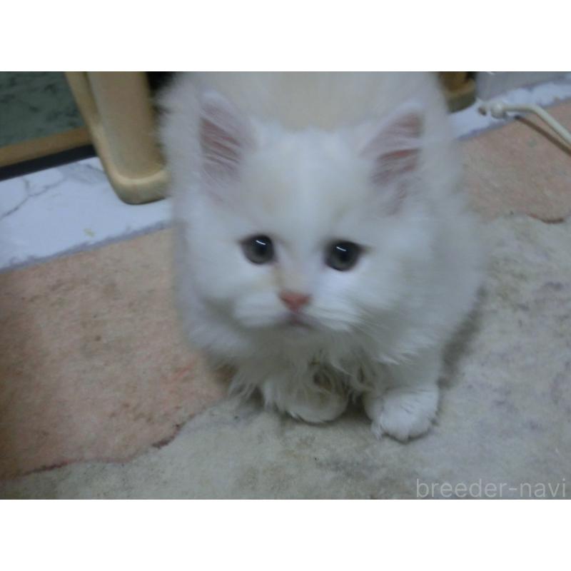 販売中の福岡県のミヌエット-129471の4枚目