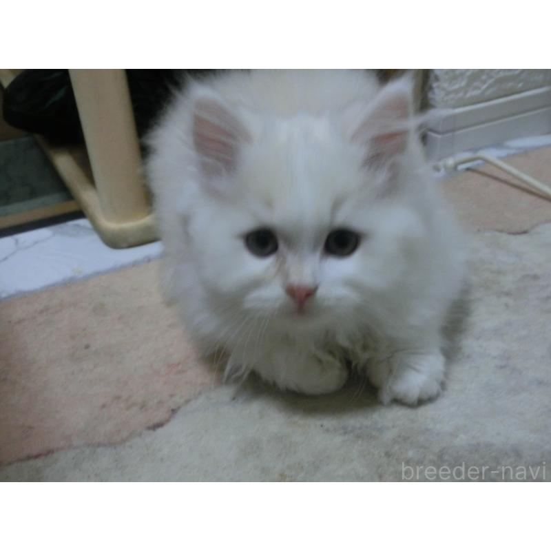 販売中の福岡県のミヌエット-129471の3枚目