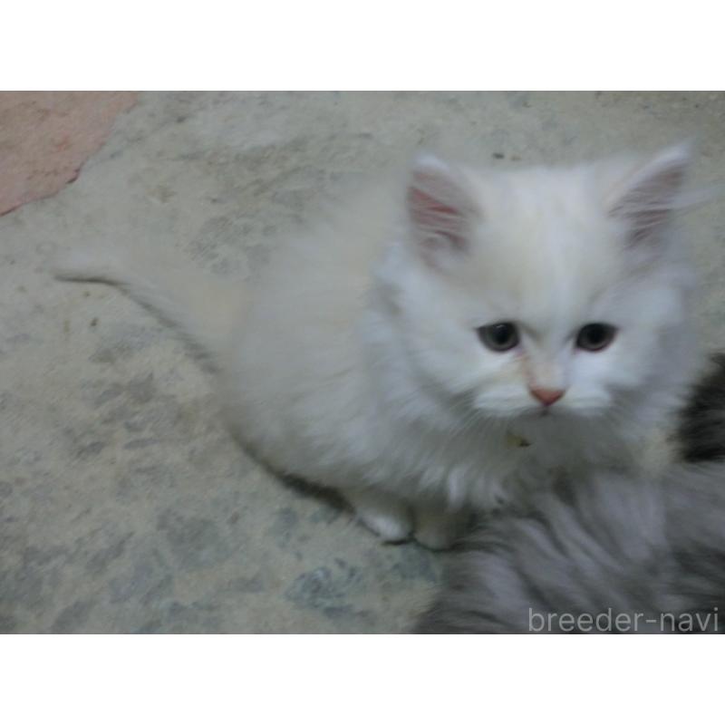 販売中の福岡県のミヌエット-129471の2枚目