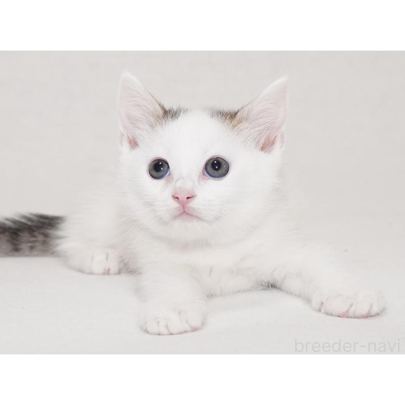 販売中の東京都のマンチカン-129862の16枚目