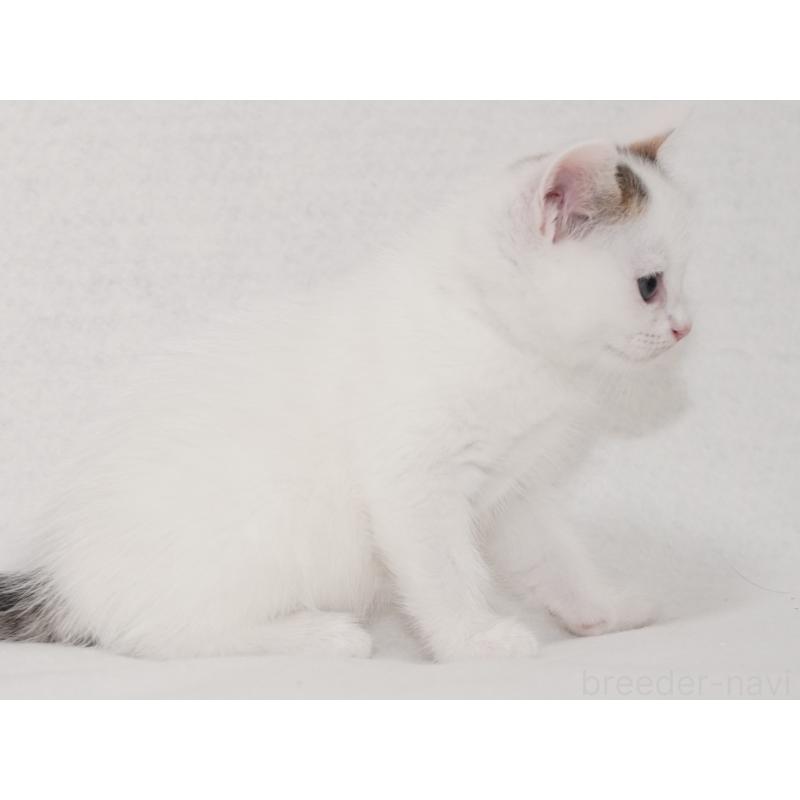 販売中の東京都のマンチカン-129862の15枚目