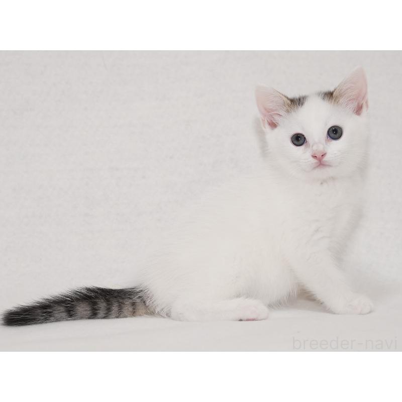 販売中の東京都のマンチカン-129862の14枚目