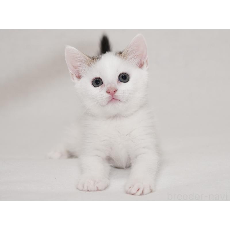 販売中の東京都のマンチカン-129862の13枚目