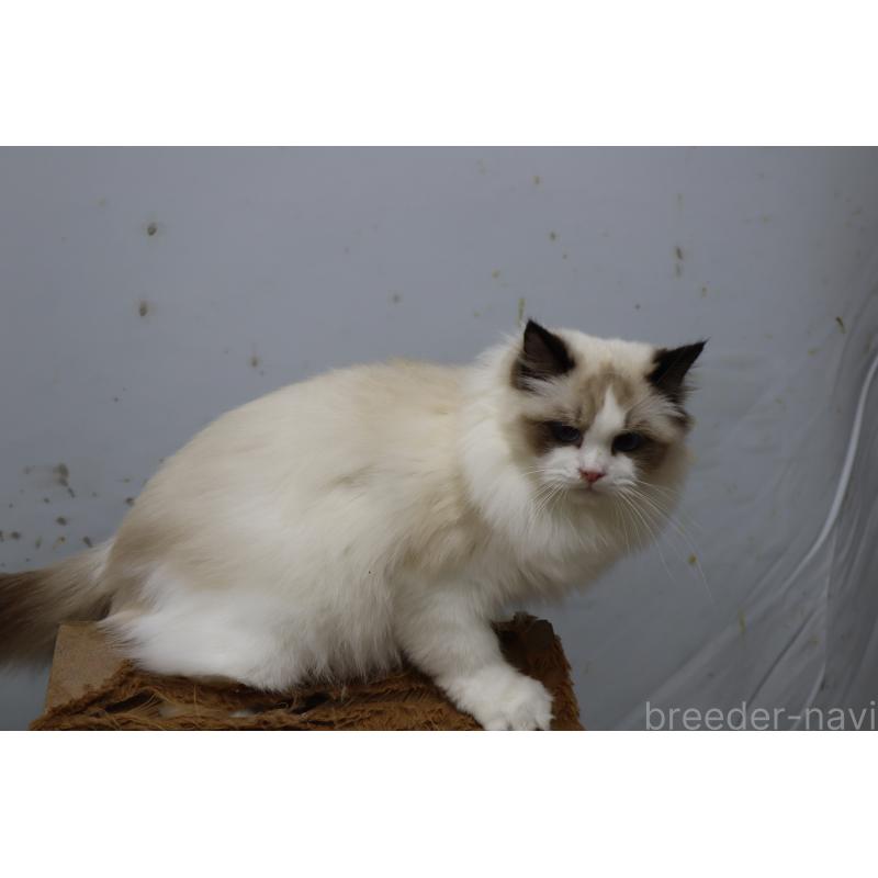 販売中の長野県のラグドール-130853の8枚目