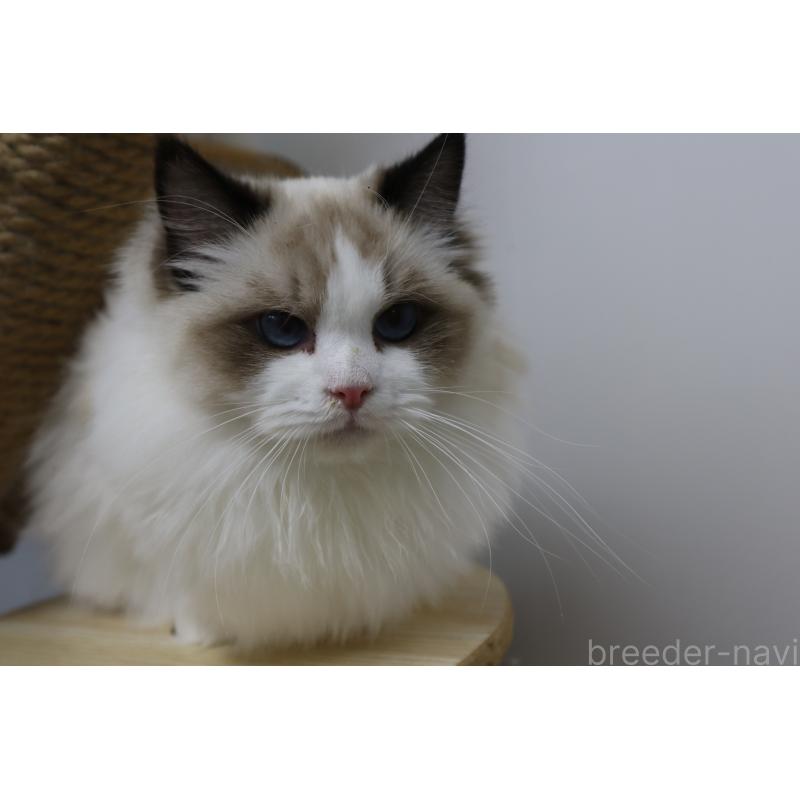 販売中の長野県のラグドール-130853の7枚目