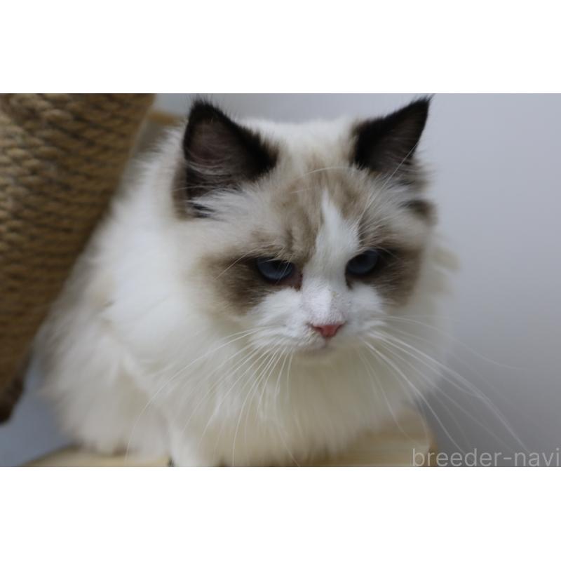 販売中の長野県のラグドール-130853の6枚目