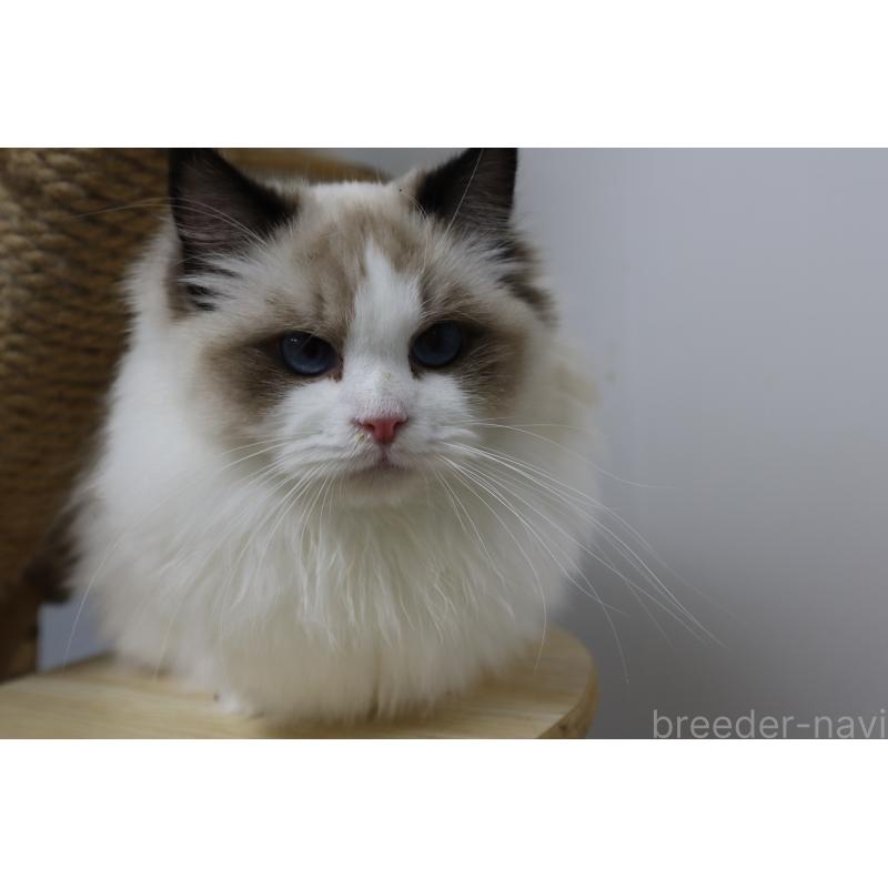 販売中の長野県のラグドール-130853の5枚目