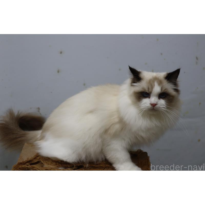 販売中の長野県のラグドール-130853の4枚目