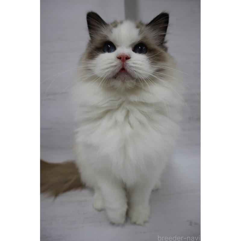 販売中の長野県のラグドール-130853の3枚目