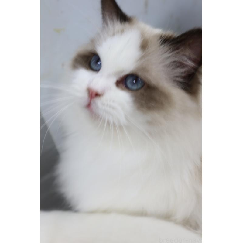 販売中の長野県のラグドール-130853の2枚目