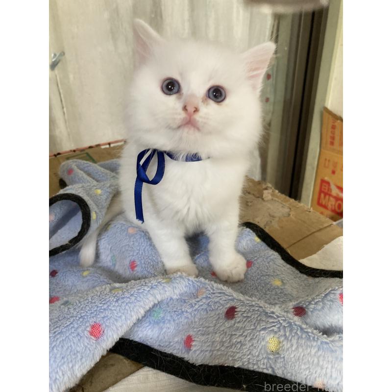 販売中の神奈川県のマンチカン-129912の21枚目