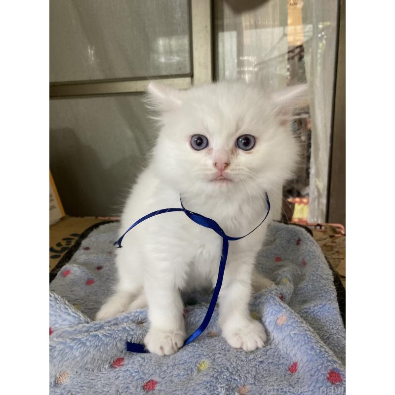 販売中の神奈川県のマンチカン-129912の20枚目