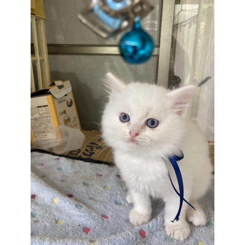 販売中の神奈川県のマンチカン-129912の19枚目