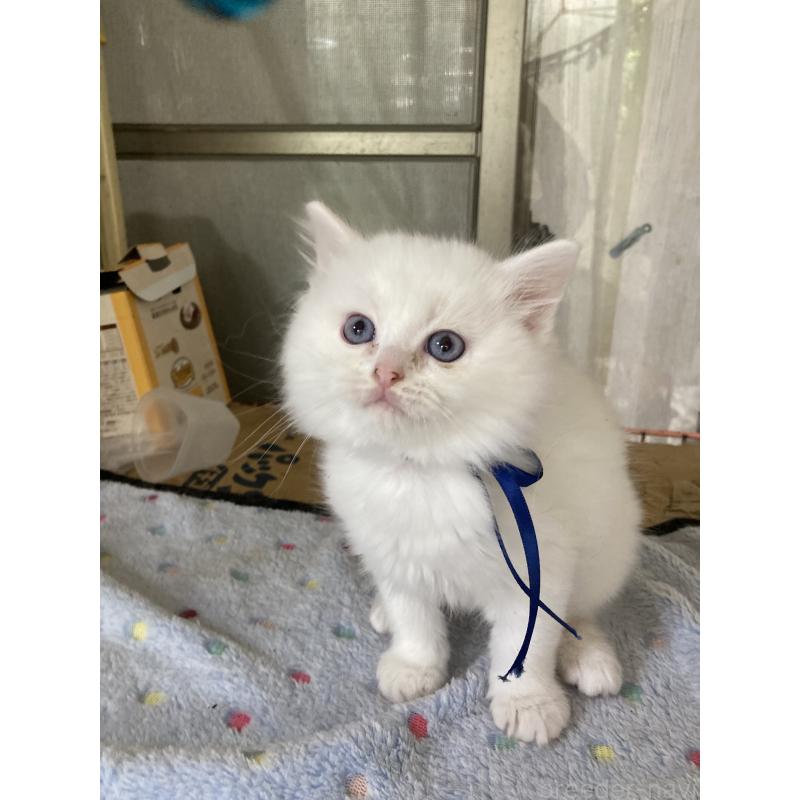 販売中の神奈川県のマンチカン-129912の18枚目