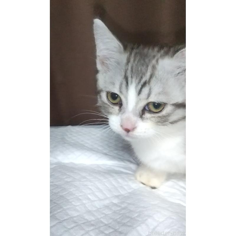 販売中の愛知県のマンチカン-127214の5枚目