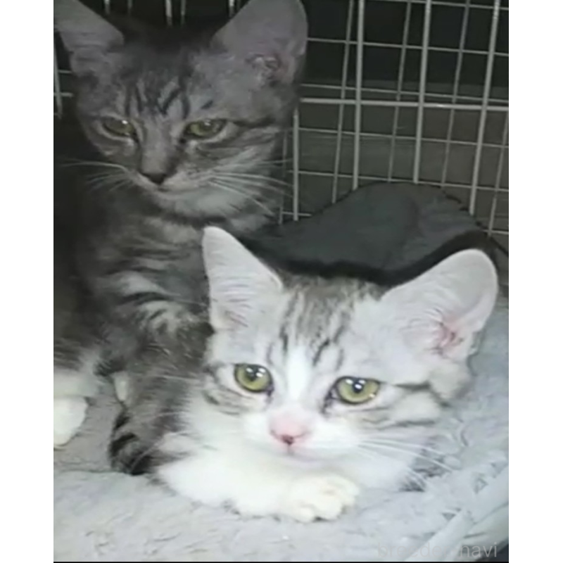 販売中の愛知県のマンチカン-127214の4枚目