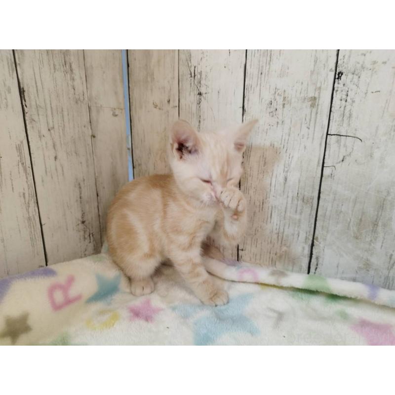 商談中の三重県のアメリカンショートヘア-128399の5枚目