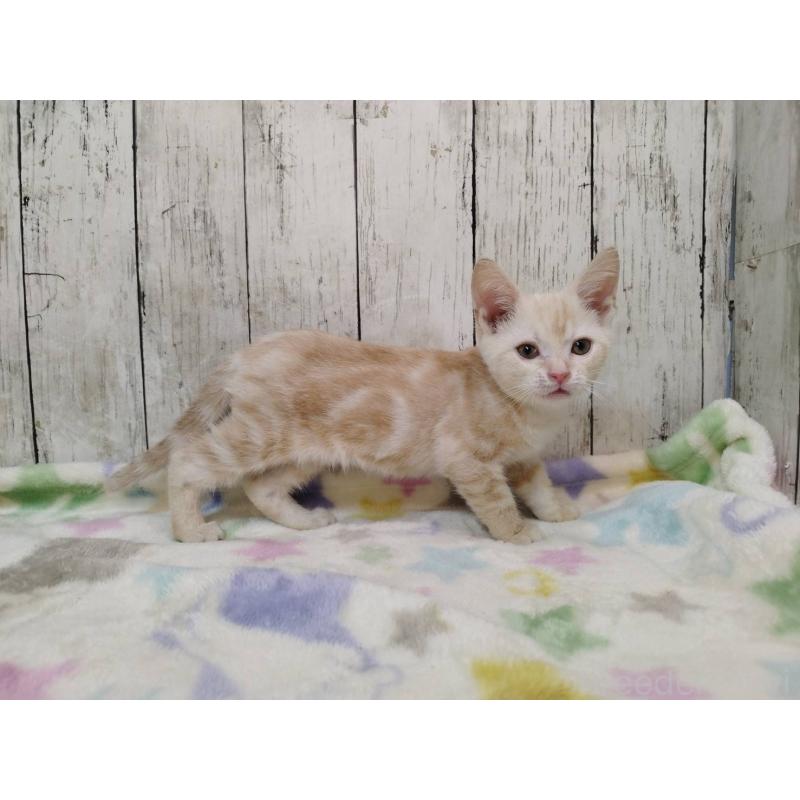 商談中の三重県のアメリカンショートヘア-128399の4枚目