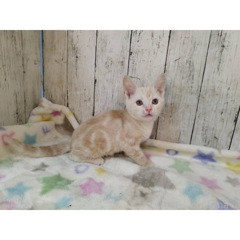 商談中の三重県のアメリカンショートヘア-128399の3枚目