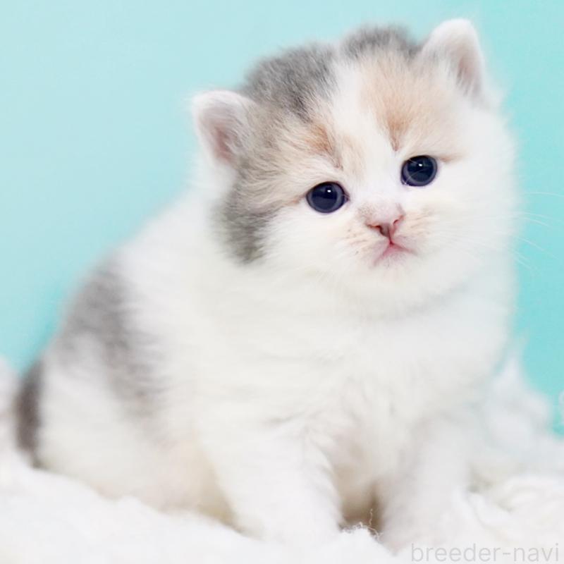 販売中の東京都のサイベリアン-130854の15枚目