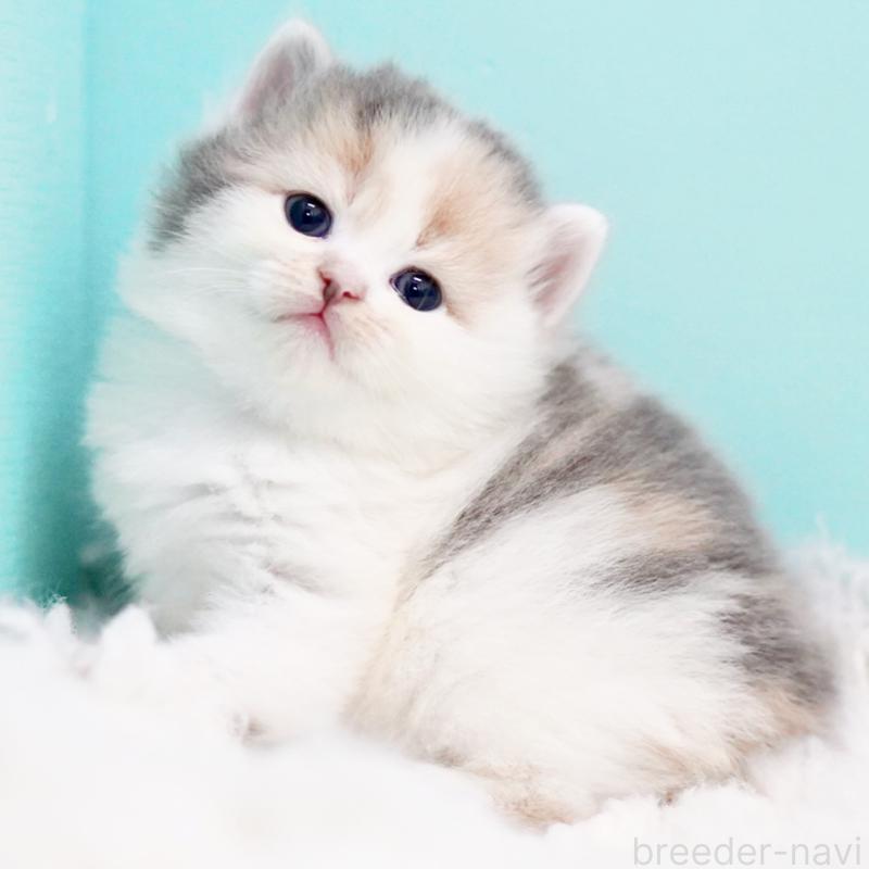 販売中の東京都のサイベリアン-130854の14枚目