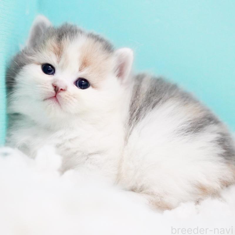 販売中の東京都のサイベリアン-130854の13枚目