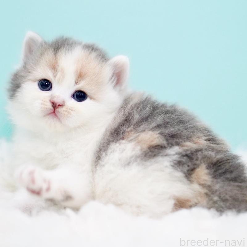 販売中の東京都のサイベリアン-130854の12枚目