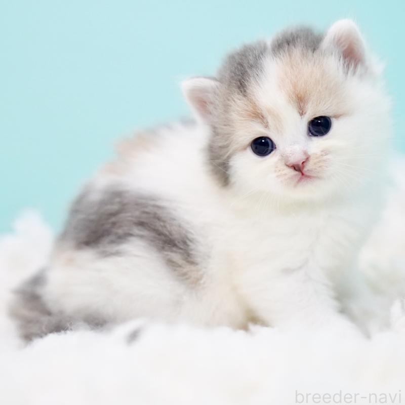 販売中の東京都のサイベリアン-130854の9枚目