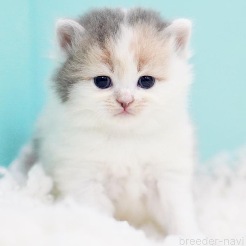 販売中の東京都のサイベリアン-130854の8枚目