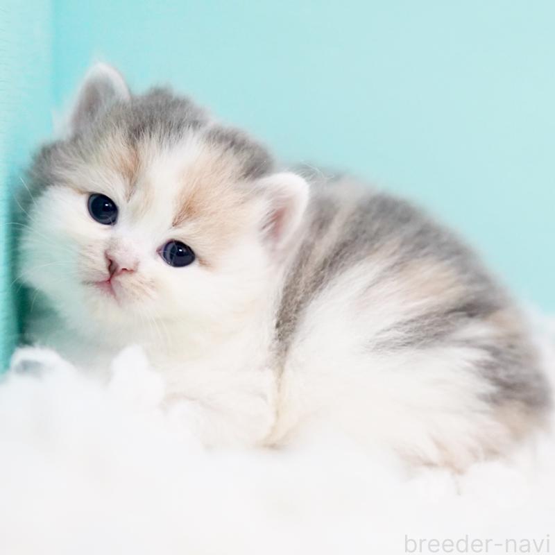 販売中の東京都のサイベリアン-130854の7枚目