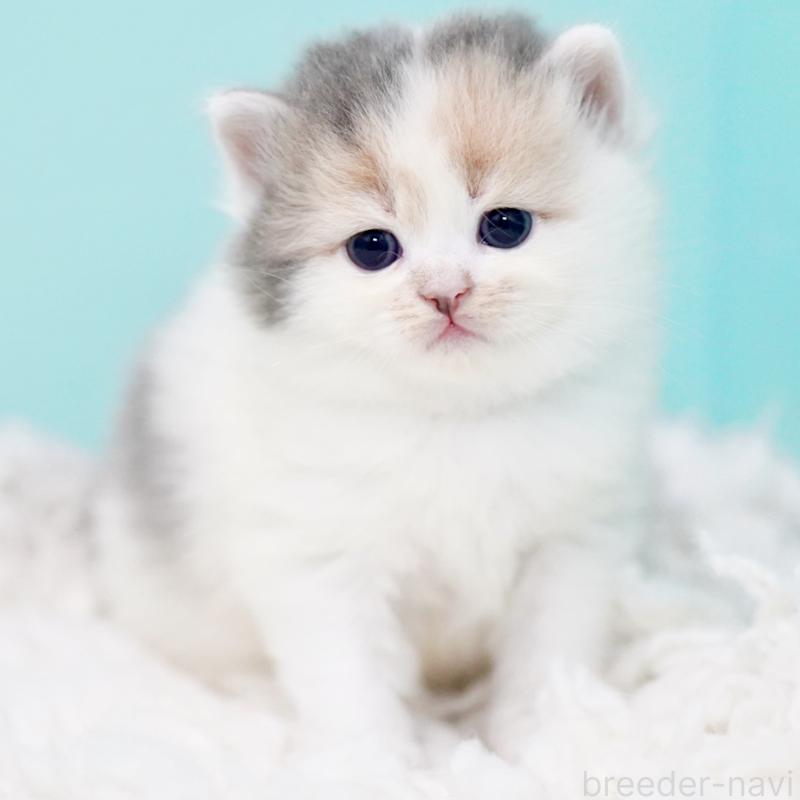 販売中の東京都のサイベリアン-130854の6枚目