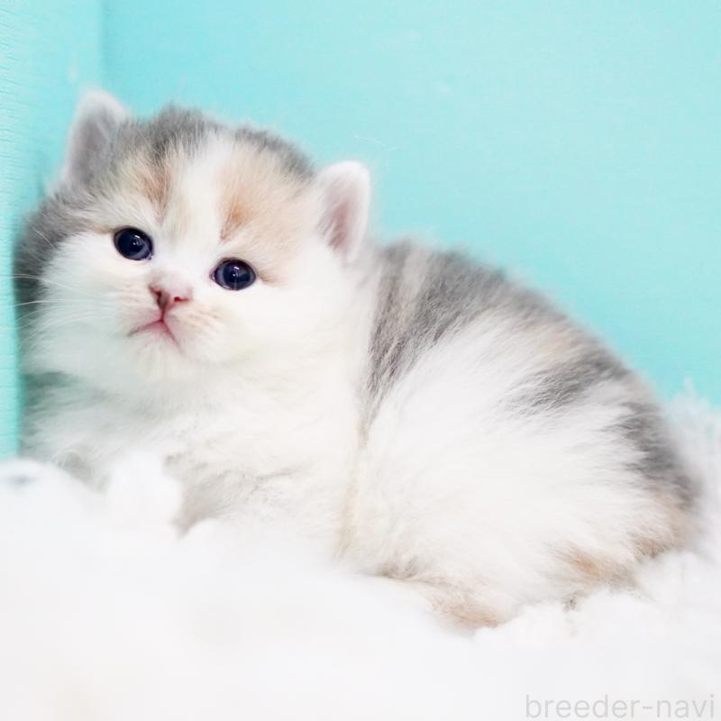 販売中の東京都のサイベリアン-130854の3枚目