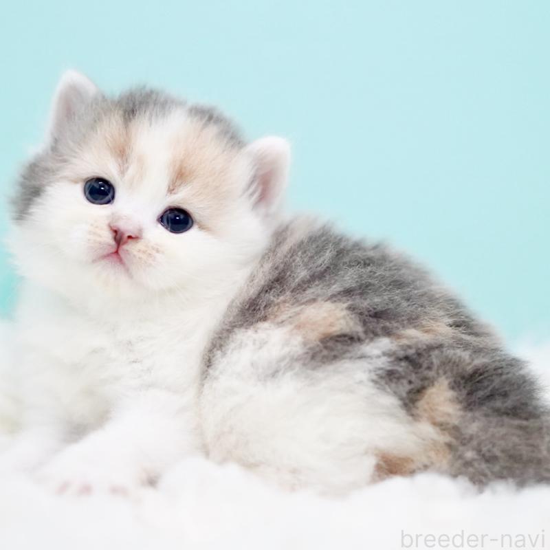 販売中の東京都のサイベリアン-130854の2枚目