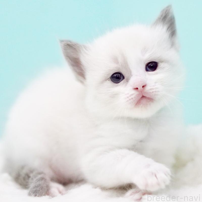 販売中の東京都のラグドール-130855の1枚目