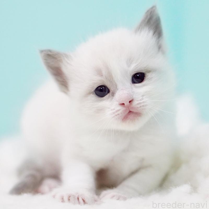 販売中の東京都のラグドール-130855の15枚目