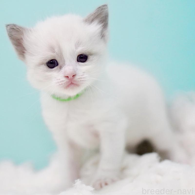 販売中の東京都のラグドール-130855の14枚目