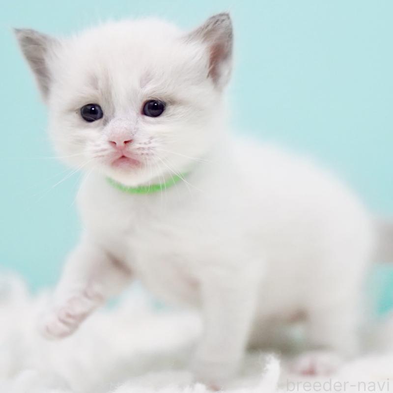 販売中の東京都のラグドール-130855の12枚目