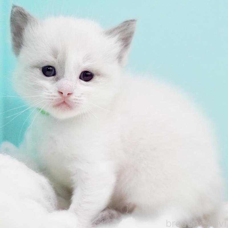 販売中の東京都のラグドール-130855の10枚目