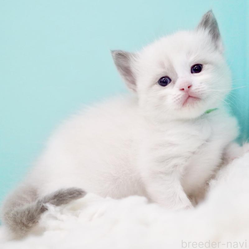 販売中の東京都のラグドール-130855の9枚目