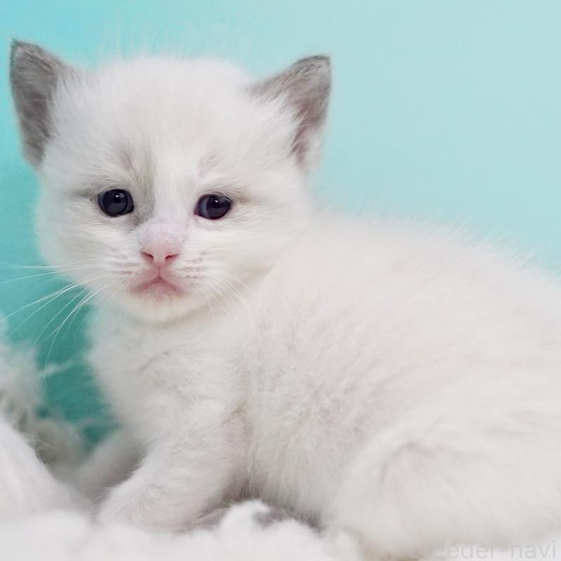 販売中の東京都のラグドール-130855の7枚目