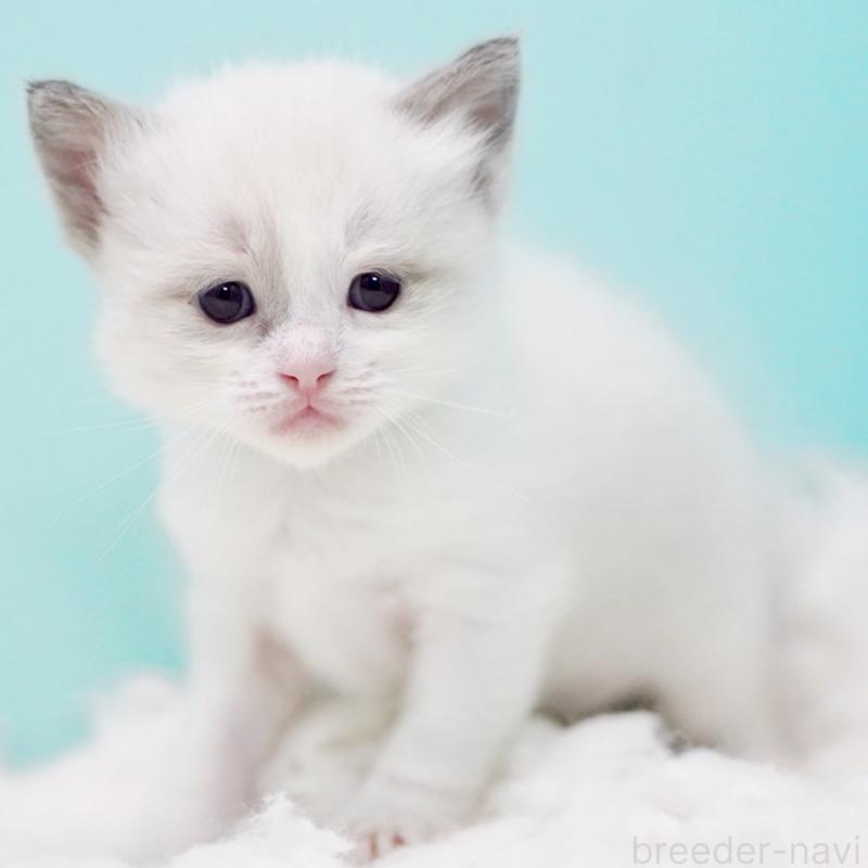 販売中の東京都のラグドール-130855の6枚目