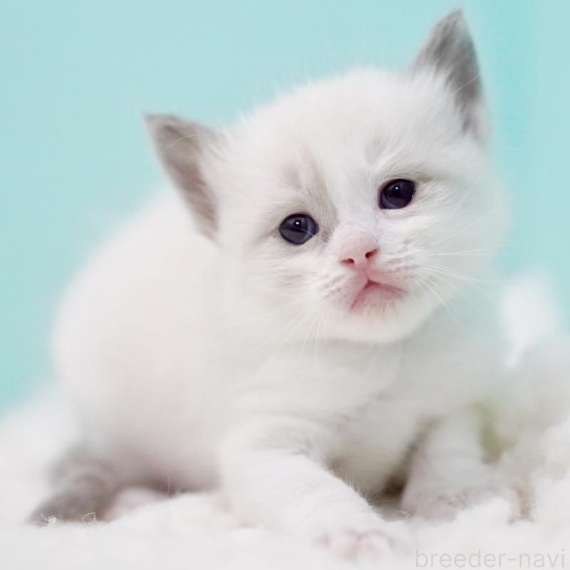 販売中の東京都のラグドール-130855の5枚目