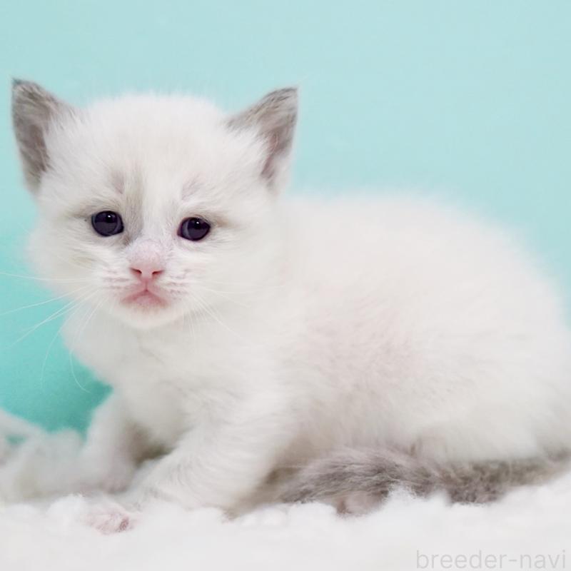 販売中の東京都のラグドール-130855の3枚目