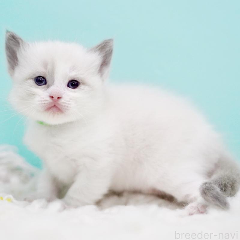 販売中の東京都のラグドール-130855の2枚目