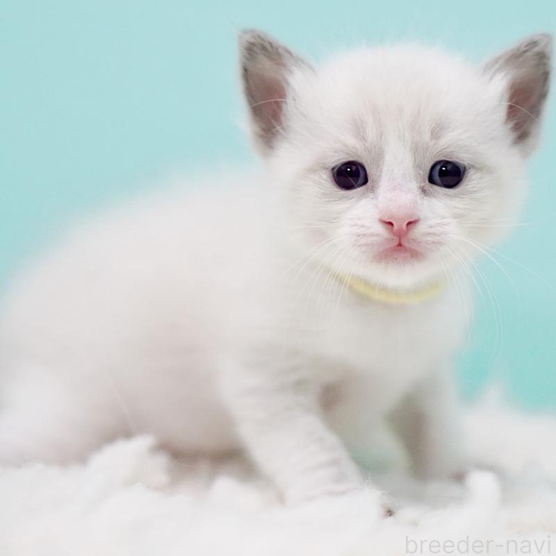 販売中の東京都のラグドール-130856の14枚目