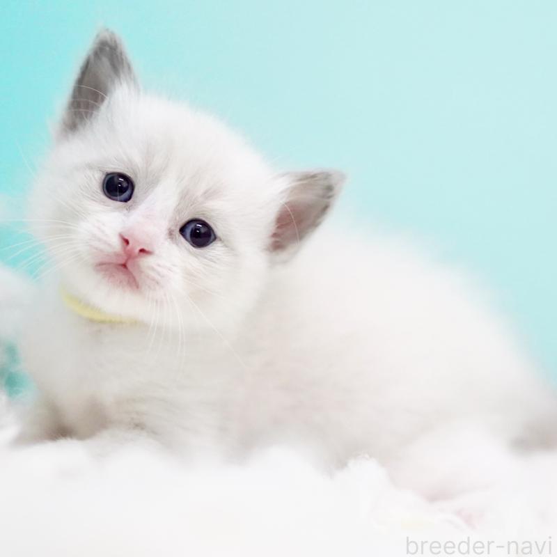 販売中の東京都のラグドール-130856の13枚目