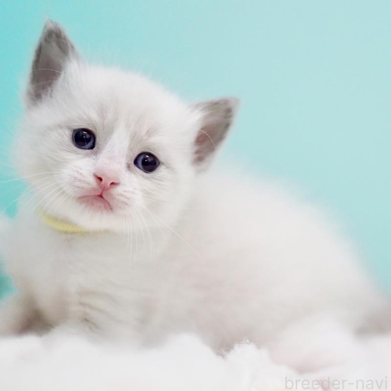 販売中の東京都のラグドール-130856の12枚目