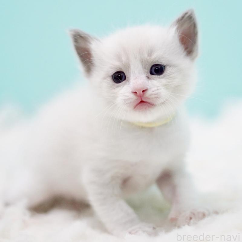 販売中の東京都のラグドール-130856の11枚目