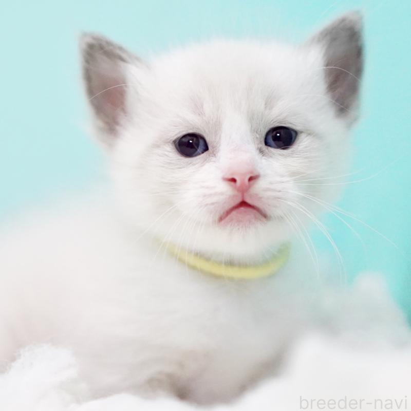 販売中の東京都のラグドール-130856の8枚目