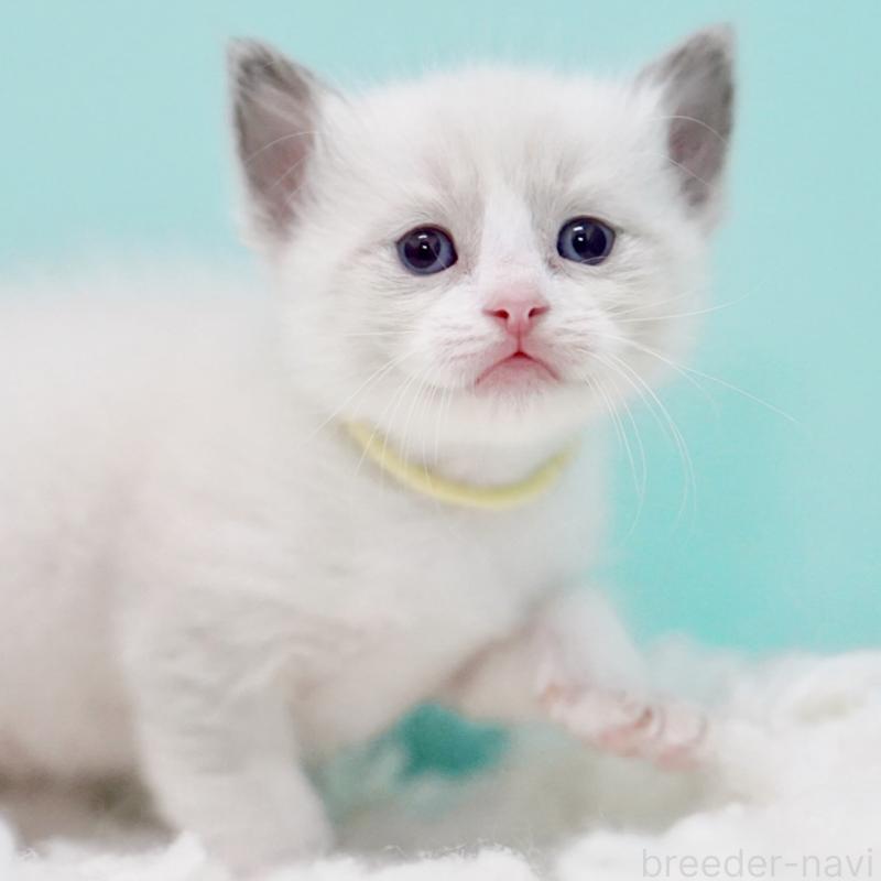 販売中の東京都のラグドール-130856の7枚目